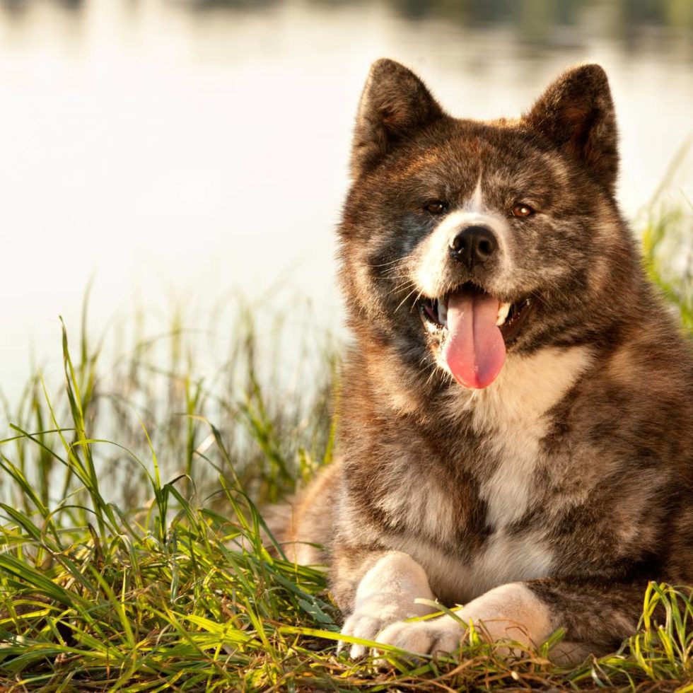 Perro Akita Inu Guía completa Cuidados Carácter