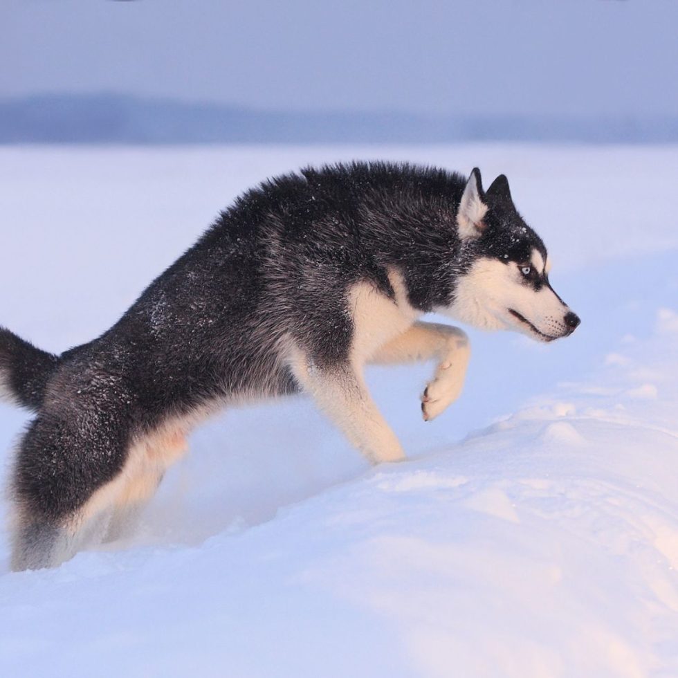 Perro Husky Siberiano Guía completa Cuidados Carácter