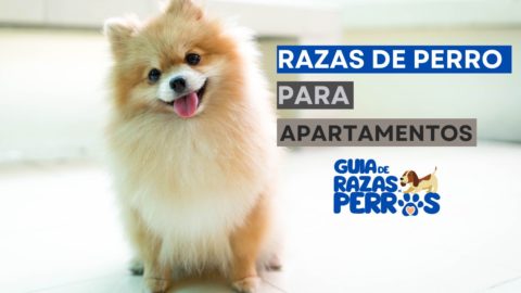 C Mo Elegir La Raza De Perro Para Un Hogar Peque O