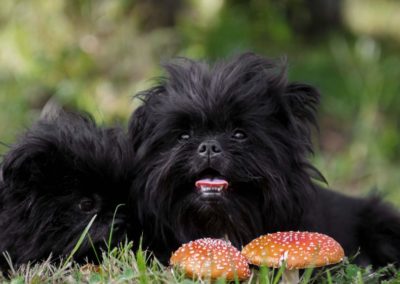 Affenpinscher Negro - Raza de perros