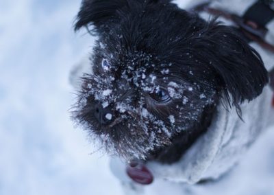 Affenpinscher en la nieve - Raza de perros