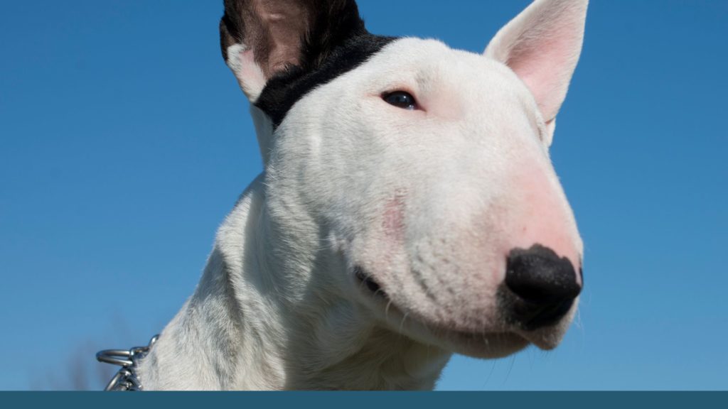 Bull Terrier VS Perro Pitbul