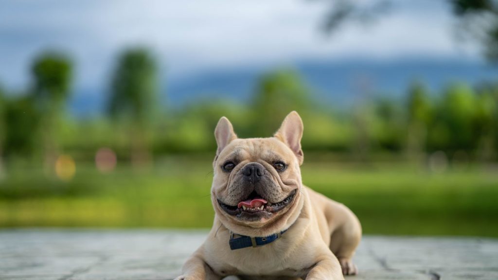 BullDog Frances-Descansando Raza de Perro para un Hogar Pequeño o Apartamento