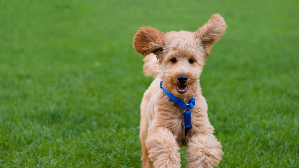 Caniche Entrenando Raza de Perro Adecuada para un Hogar Pequeño o Apartamento