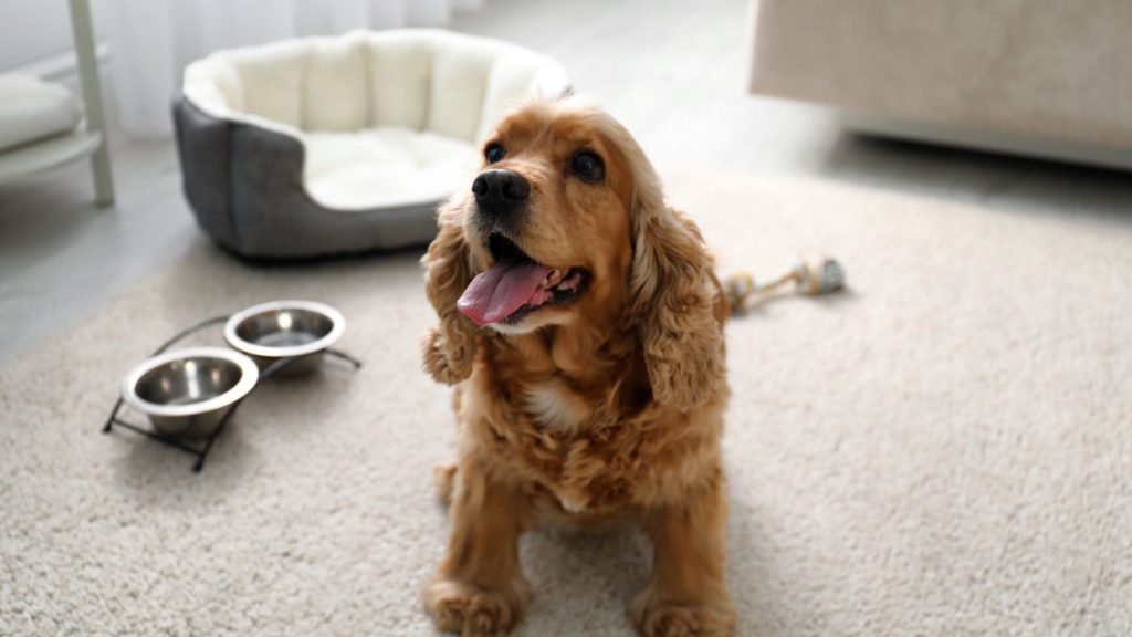 Cocker Spaniel en Apartamento Raza de Perro Adecuada para un Hogar Pequeño o Apartamento