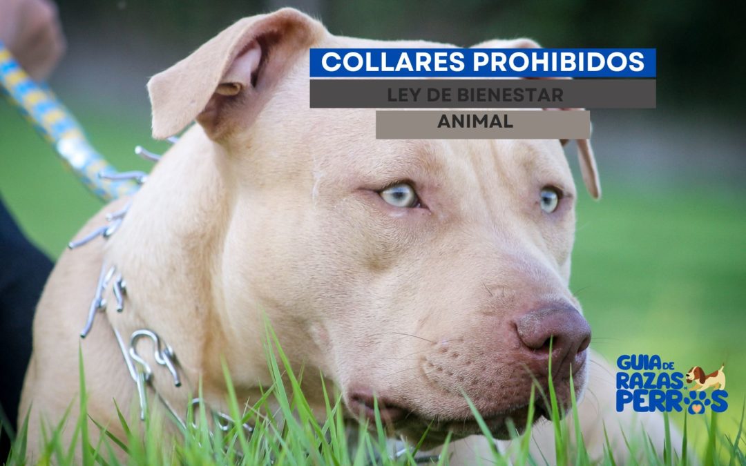 Ley de bienestar animal: Collares prohibidos para perros