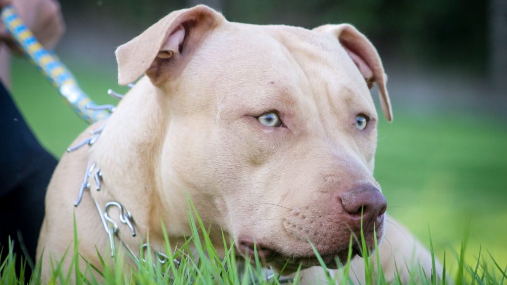 Collares prohibidos para perros - Ley Bienestar Animal