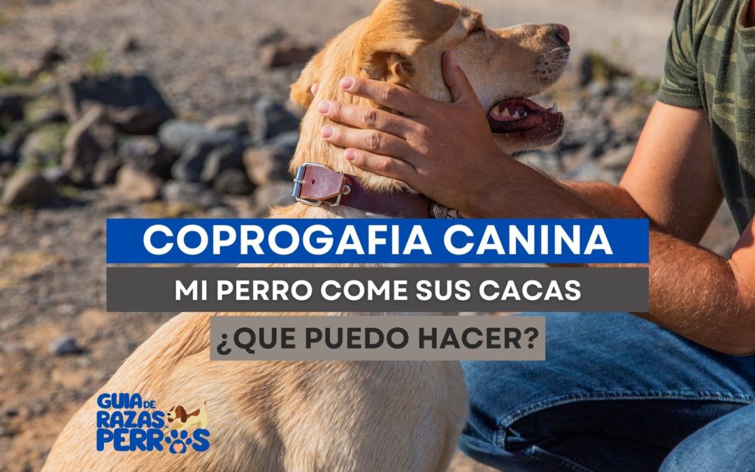 ¿Por qué mi perro come caca?