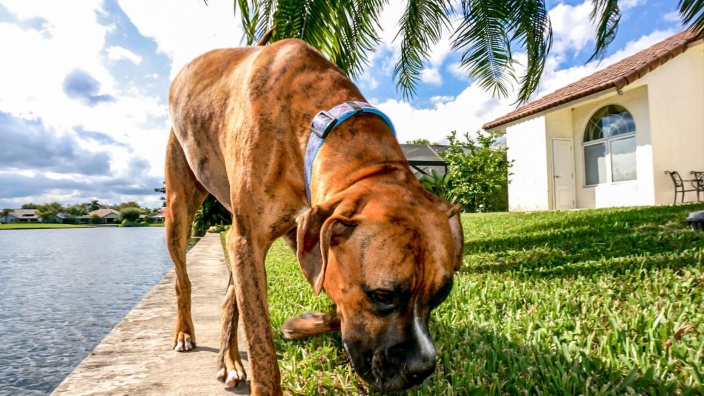 Coprofagia Canina - Mi perro come sus cacas heces