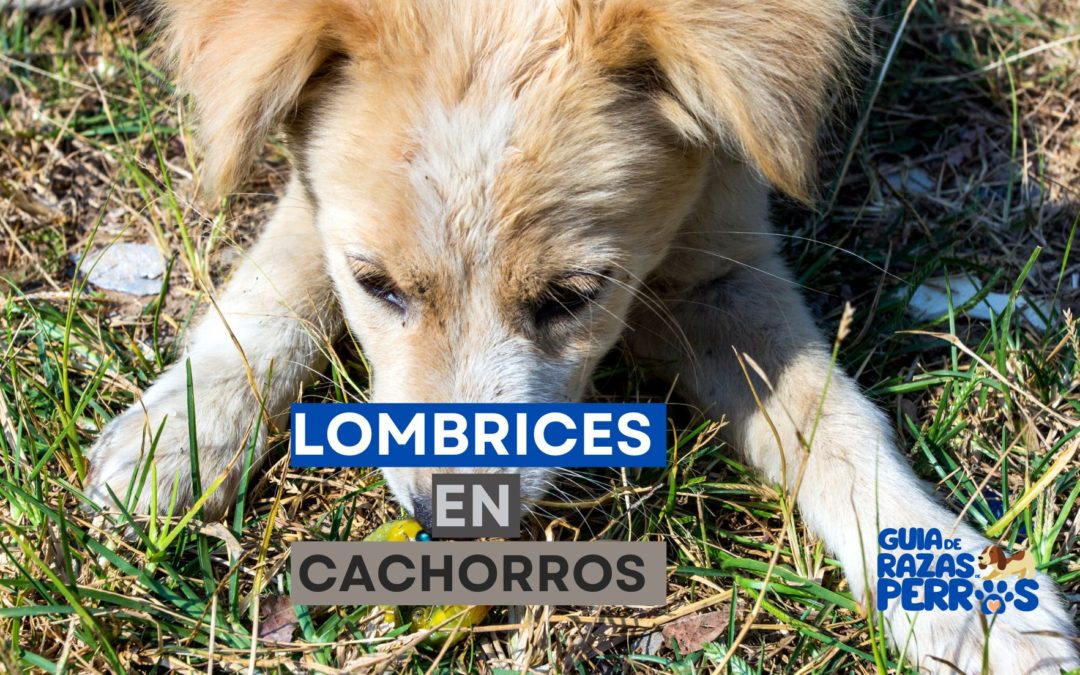 Lombrices en Cachorros - Guia de razas de perro