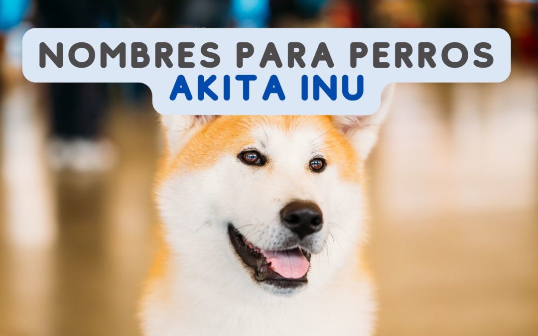 40 nombres para Perros Akita Inu