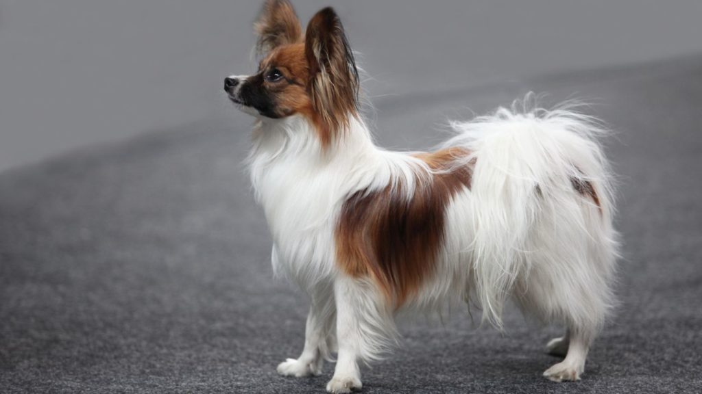 Papillon Paseando Raza de Perro Adecuada para un Hogar Pequeño