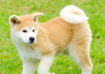 Perro Akita Inu Raza Guia de perros