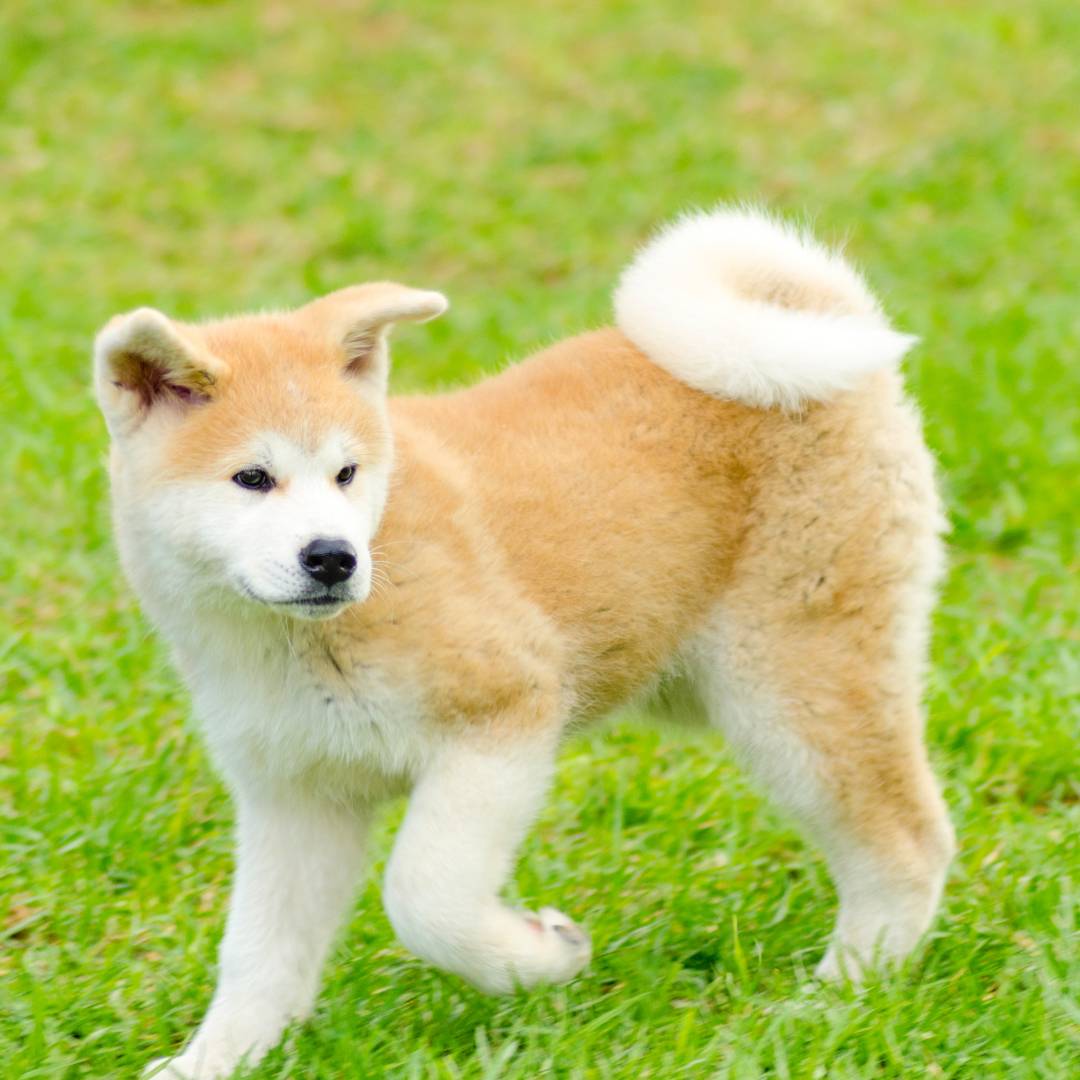 Perro Akita Inu Raza Guia de perros