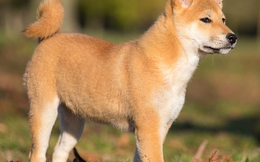 Akita Inu