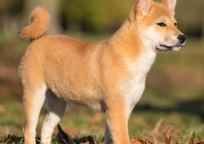 Perro Akita Inu Raza Guia de perros