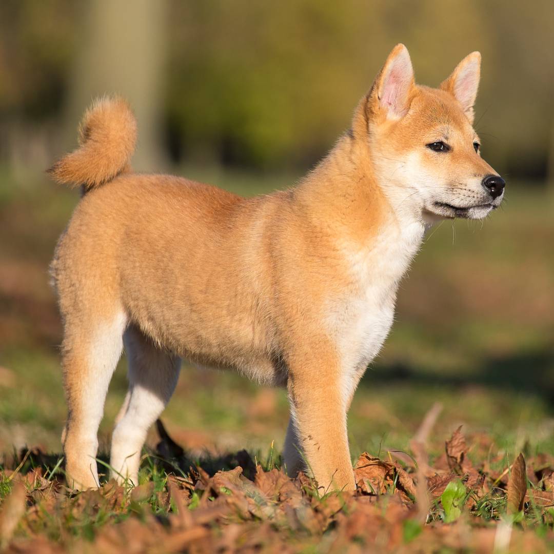 Perro Akita Inu Raza Guia de perros