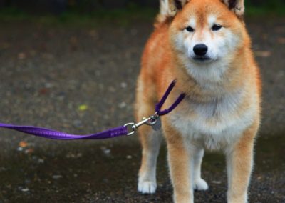 Perro Akita Inu Raza Guia de perros