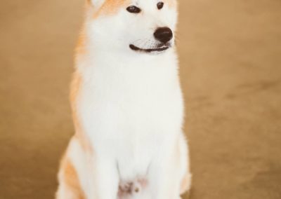 Perro Akita Inu Raza Guia de perros