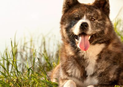 Perro Akita Inu Raza Guia de perros