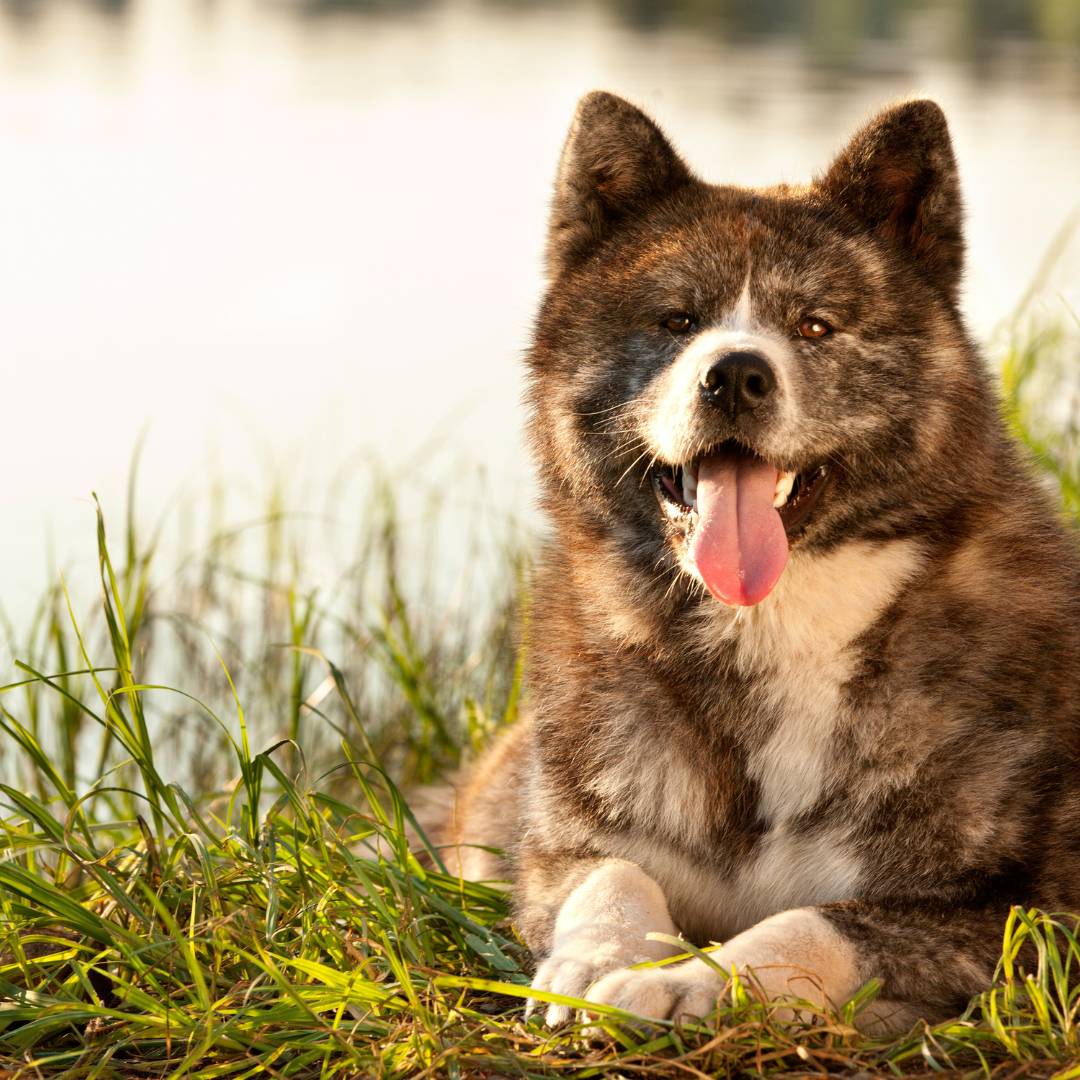 Perro Akita Inu Raza Guia de perros