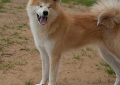 Perro Akita Inu Raza Guia de perros