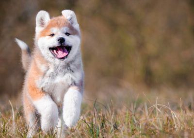 Perro Akita Inu Cachorro Raza Guia de perros