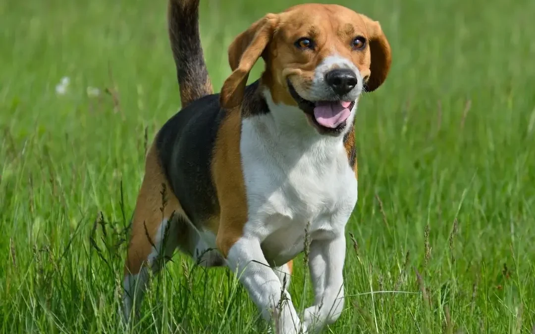 Beagle