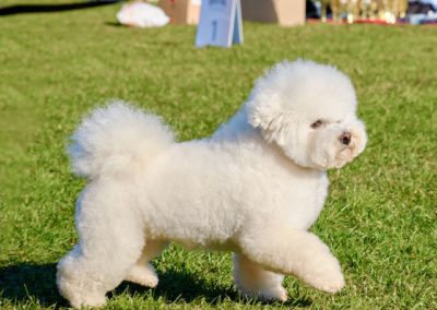 Perro Bichón Frisé _ Cuidados del Bichón Frisé Raza Guia de perros