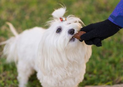 Perro Bichon Maltes _ Raza Guia de perros