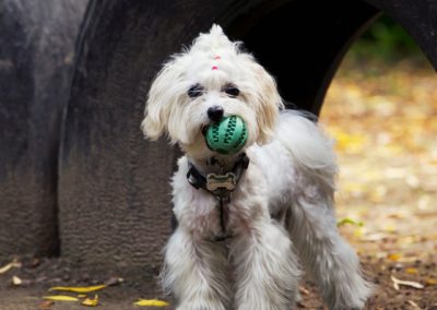 Perro Bichon Maltes Jugando _ Raza Guia de perros