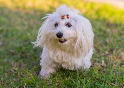 Perro Bichon Maltes _ Raza Guia de perros