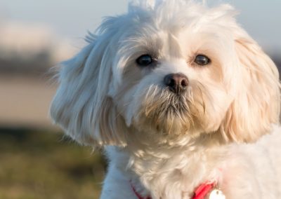 Perro Bichon Maltes _ Raza Guia de perros