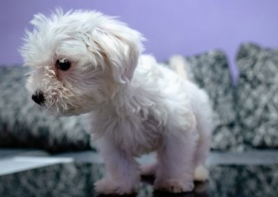 Perro Bichon Maltes Cachorro _ Raza Guia de perros