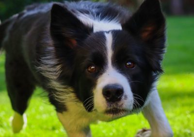 Perro Border Collie _ Raza Guia de perros