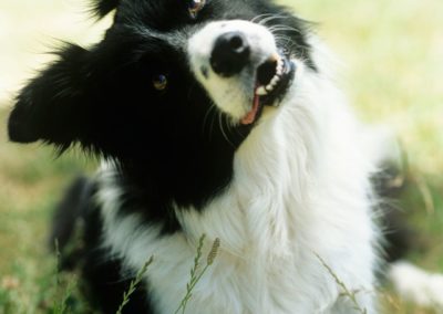 Perro Border Collie _ Raza Guia de perros