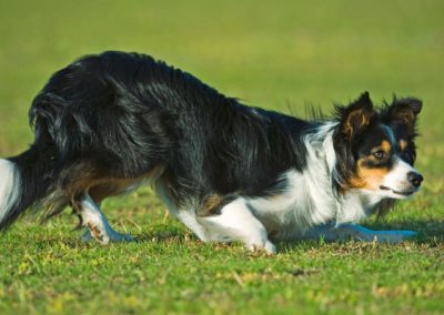 Perro Border Collie _ Raza Guia de perros