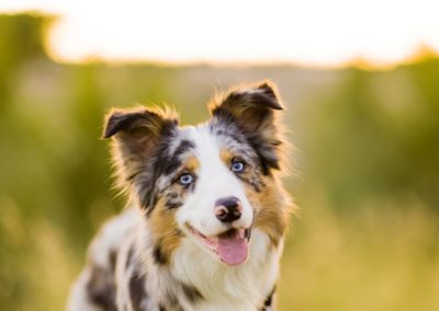 Perro Border Collie _ Raza Guia de perros