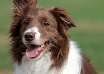 Perro Border Collie _ Raza Guia de perros