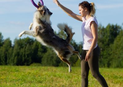 Perro Border Collie _ Raza Guia de perros