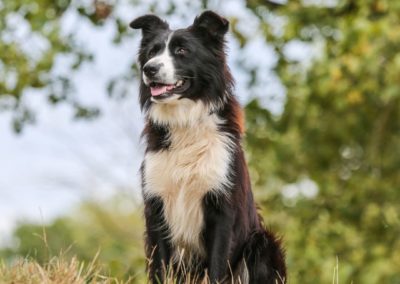 Perro Border Collie _ Raza Guia de perros