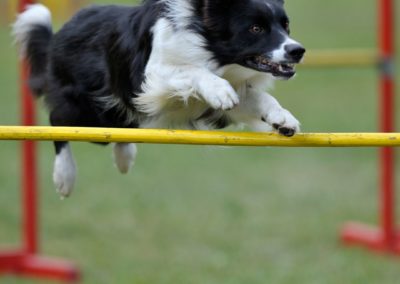 Perro Border Collie _ Raza Guia de perros