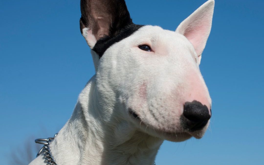 Bull Terrier