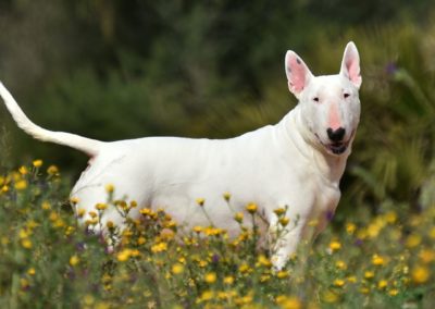 Cuidados del Bull Terrier - Guia de la Raza Bull Terrier