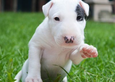 Cuidados del Bull Terrier - Guia de la Raza Bull Terrier