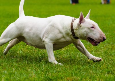 Cuidados del Bull Terrier - Guia de la Raza Bull Terrier