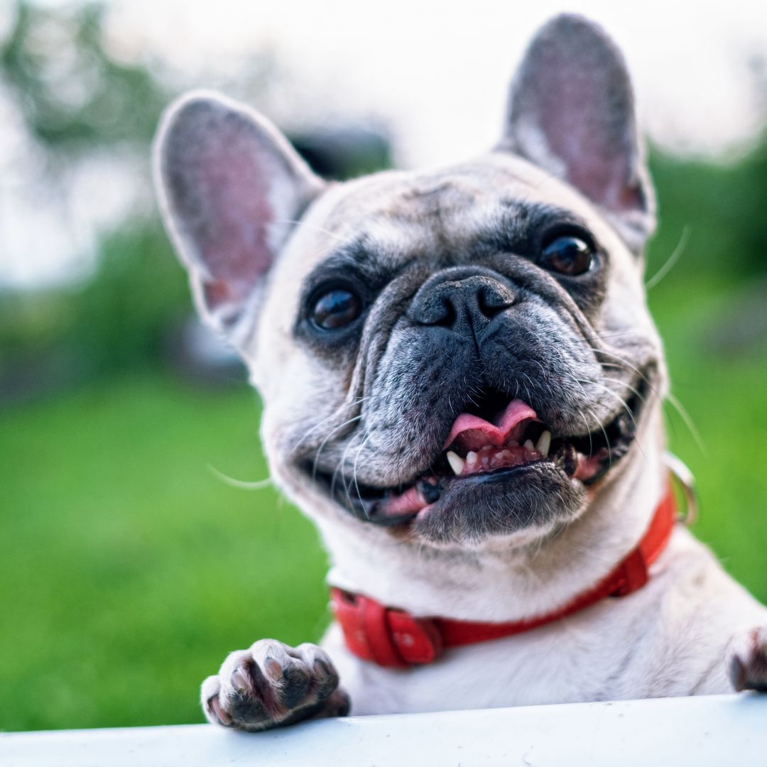 Perro BullDog Francés Cuidados del BullDog FrancésRaza Guia de perros. Nombres Bulldog Francés