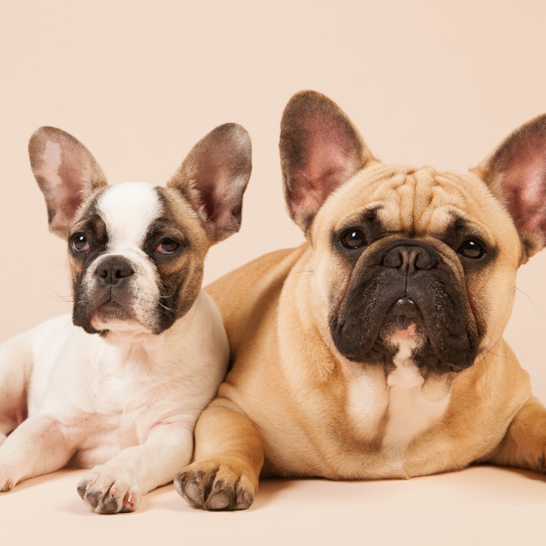 Perro BullDog Francés Cuidados del BullDog FrancésRaza Guia de perros