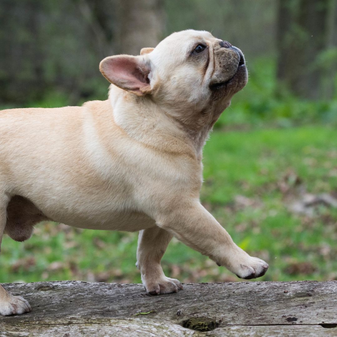 Perro BullDog Francés Cuidados del BullDog FrancésRaza Guia de perros