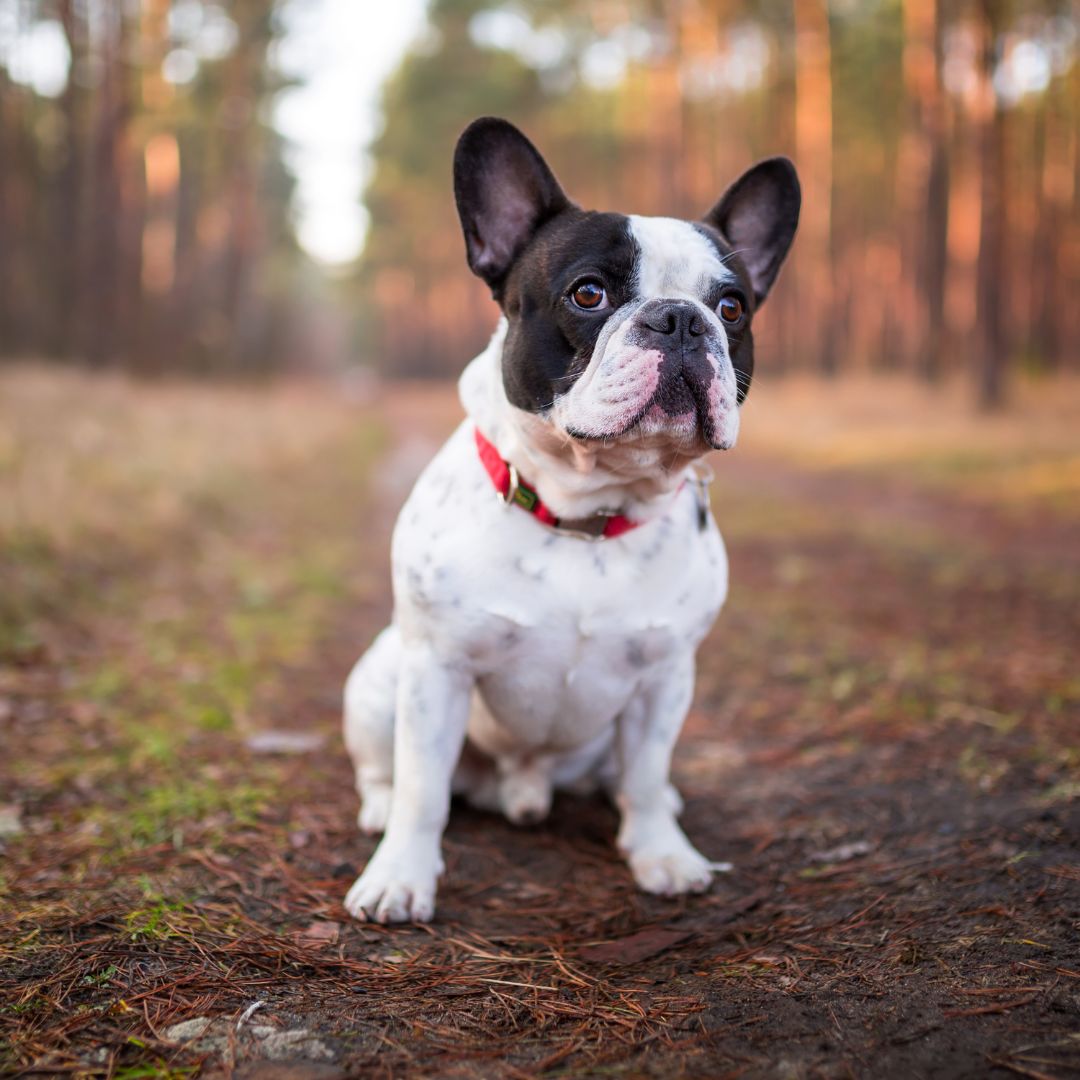 Perro BullDog Francés Cuidados del BullDog FrancésRaza Guia de perros